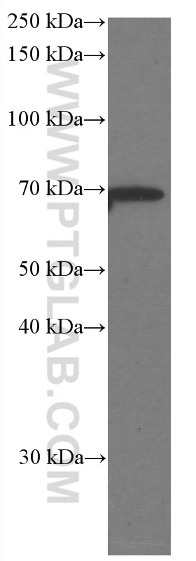 Western Blot (WB) analysis of pig brain tissue using Melanophilin Monoclonal antibody (66092-1-Ig)