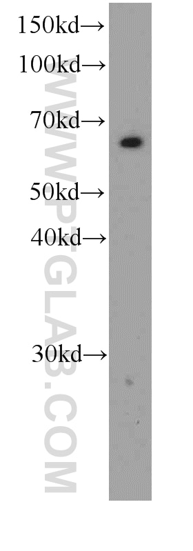 Western Blot (WB) analysis of HEK-293 cells using Melanophilin Monoclonal antibody (66092-1-Ig)