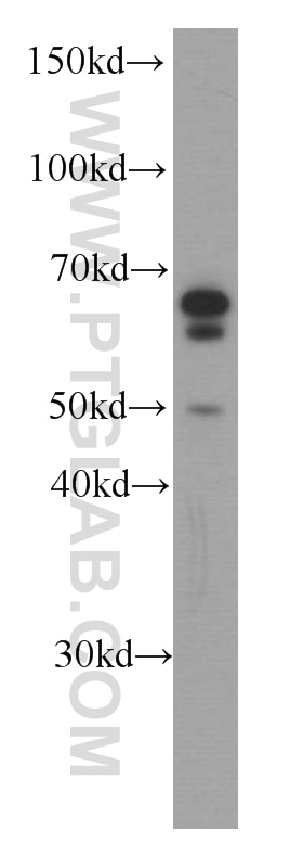 Western Blot (WB) analysis of PC-3 cells using Melanophilin Monoclonal antibody (66092-1-Ig)