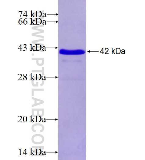 MLPH fusion protein Ag26486 SDS-PAGE