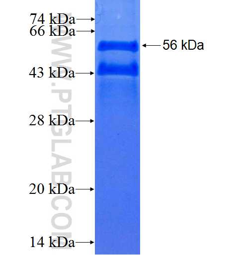 MLPH fusion protein Ag0316 SDS-PAGE