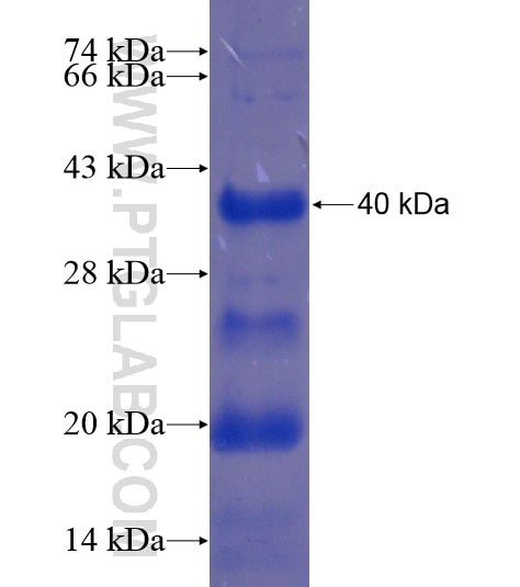 MLPH fusion protein Ag19286 SDS-PAGE