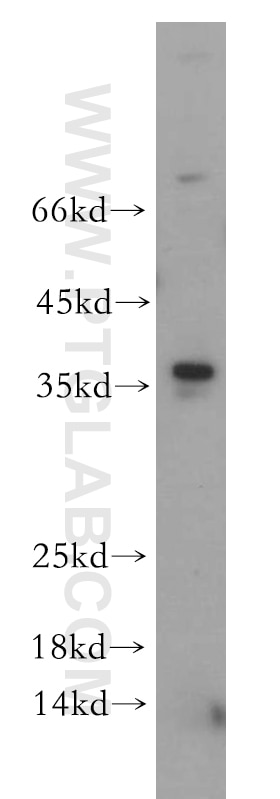 Western Blot (WB) analysis of mouse thymus tissue using MLX Polyclonal antibody (12042-1-AP)