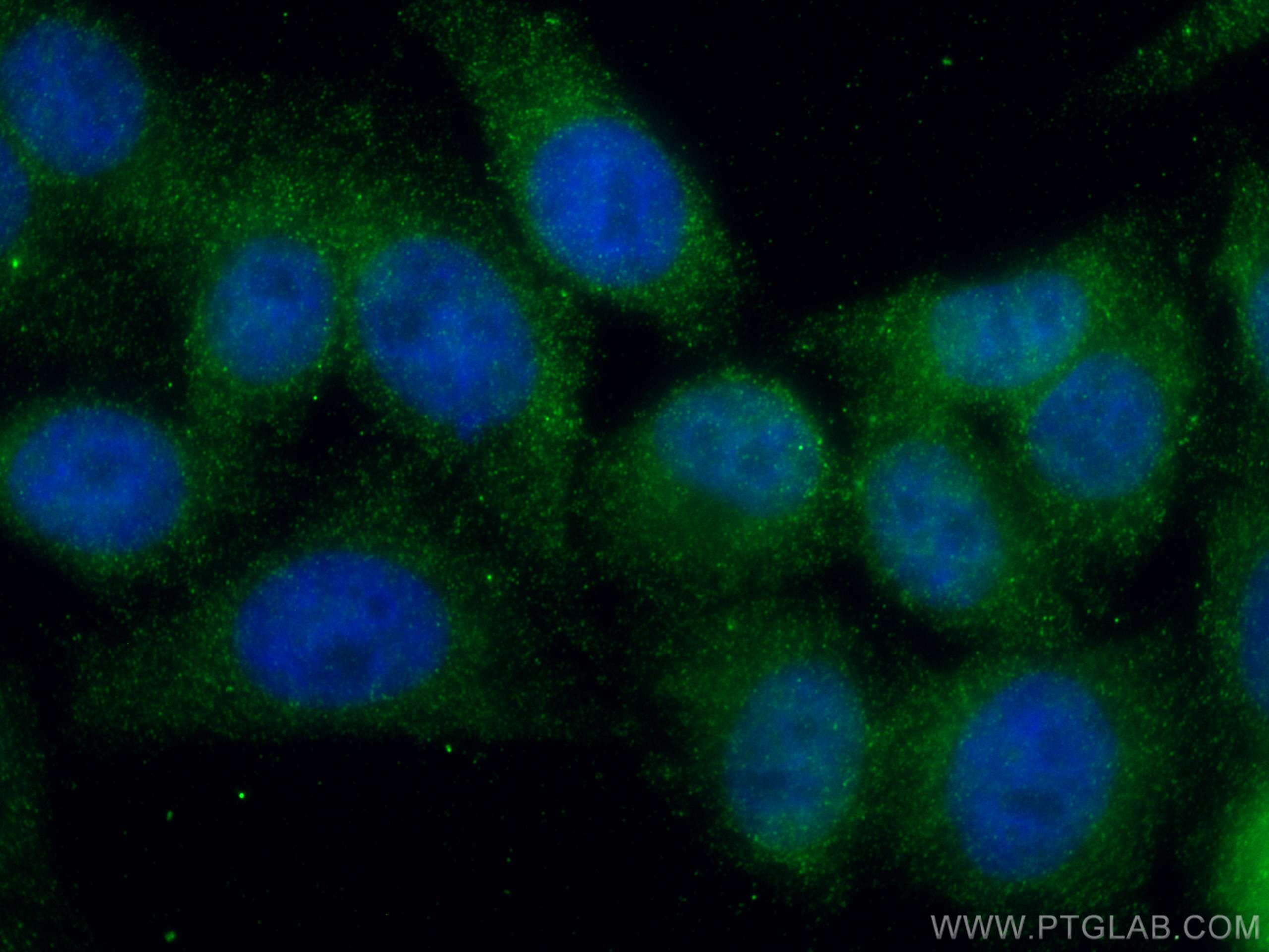 IF Staining of HepG2 using 67042-1-Ig