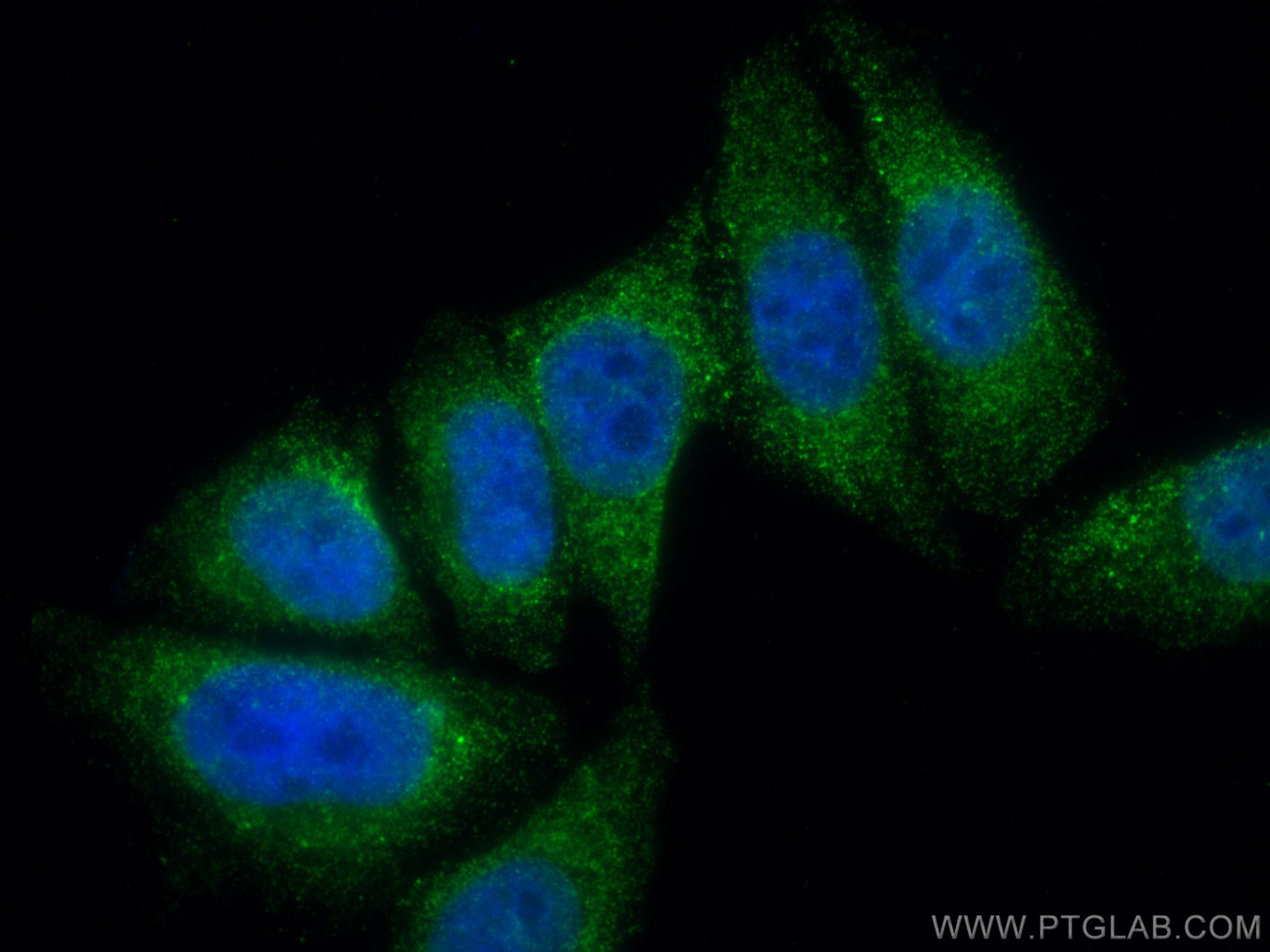 Immunofluorescence (IF) / fluorescent staining of HepG2 cells using CoraLite® Plus 488-conjugated MLX Monoclonal antib (CL488-67042)