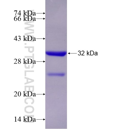 MLX fusion protein Ag28729 SDS-PAGE