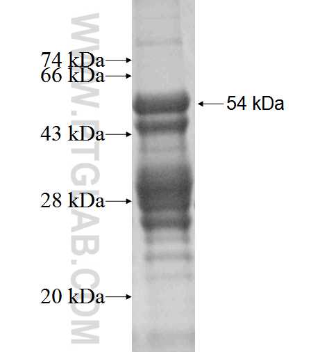 MLX fusion protein Ag2671 SDS-PAGE