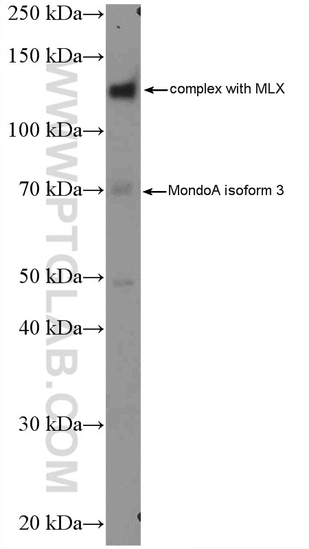 Western Blot (WB) analysis of K-562 cells using MLXIP Polyclonal antibody (13614-1-AP)