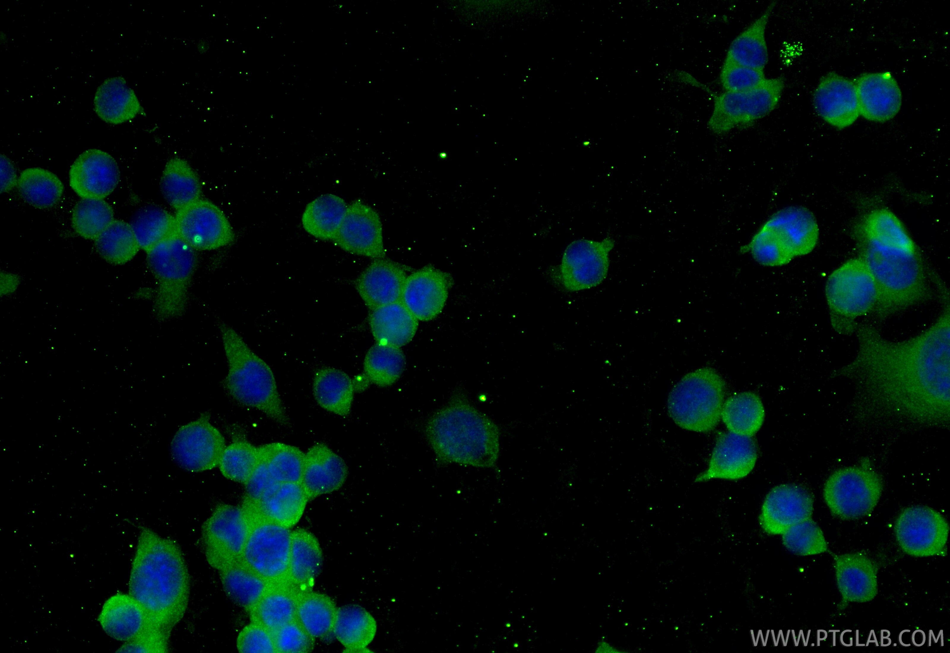 Immunofluorescent analysis of (-20°C Ethanol) fixed Neuro-2a cells using MLXIP antibody (68977-1-Ig, Clone: 2E11A4 ) at dilution of 1:800 and CoraLite®488-Conjugated Goat Anti-Mouse IgG(H+L) (SA00013-1). Immunofluorescence (IF) / fluorescent staining of Neuro-2a cells using MLXIP Monoclonal antibody (68977-1-Ig)