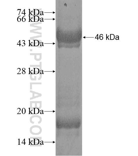 MMAA fusion protein Ag20370 SDS-PAGE