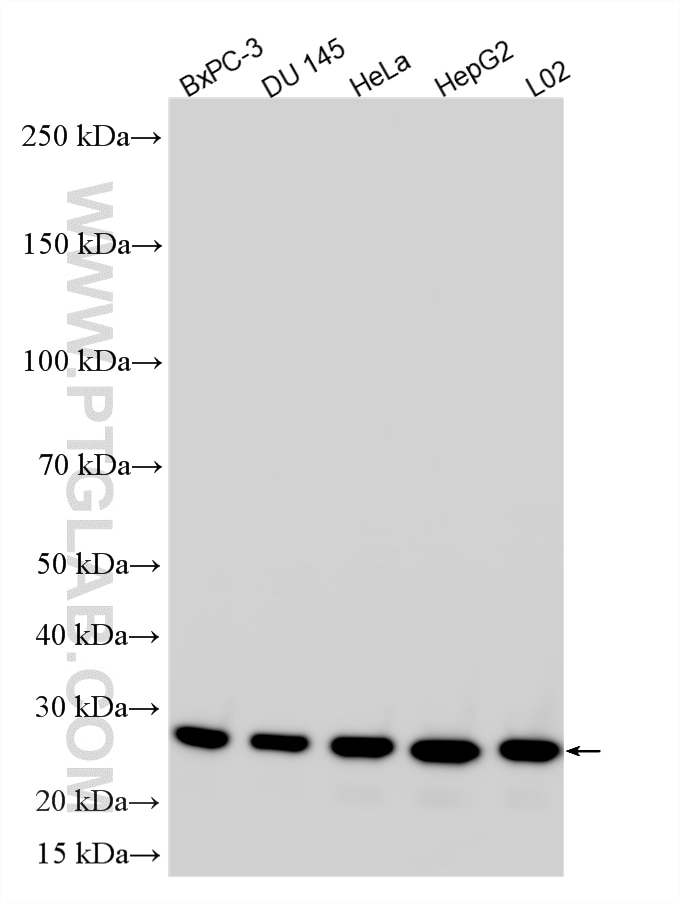 Western Blot (WB) analysis of various lysates using MMAB Polyclonal antibody (11137-1-AP)