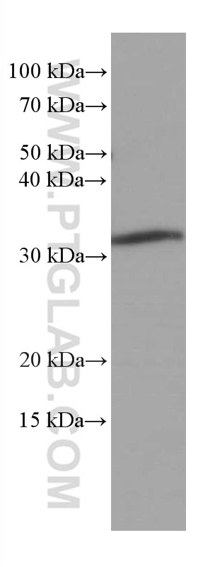 WB analysis of RAW 264.7 using 66609-1-Ig