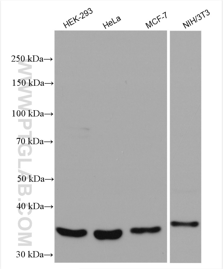 Western Blot (WB) analysis of various lysates using MMADHC Polyclonal antibody (23191-1-AP)