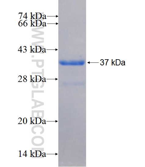 MMD2 fusion protein Ag26533 SDS-PAGE