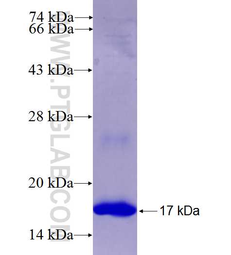 MMD2 fusion protein Ag26559 SDS-PAGE