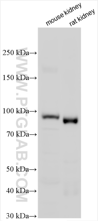 WB analysis using 10302-1-AP