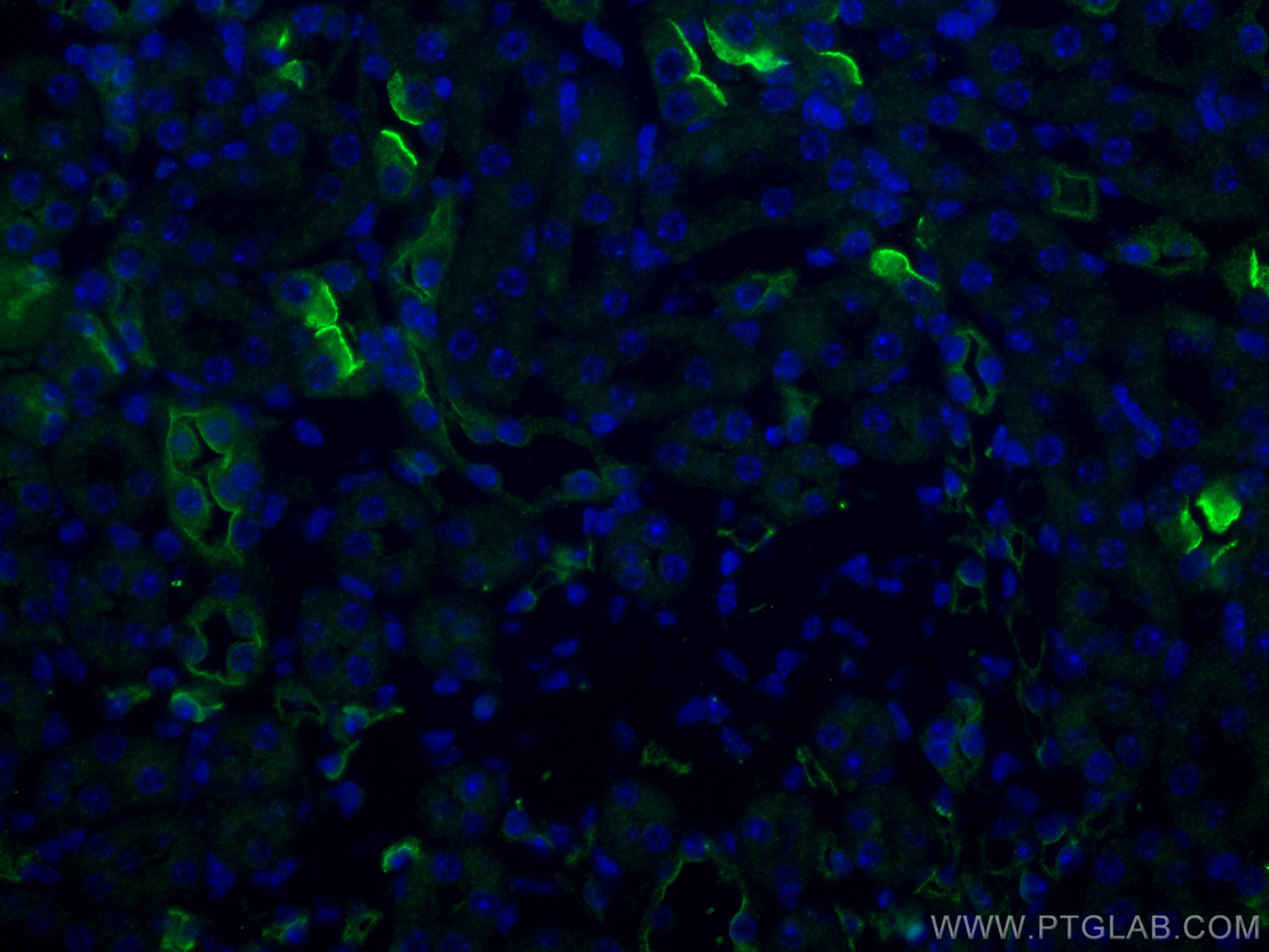 Immunofluorescence (IF) / fluorescent staining of mouse kidney tissue using MME,CD10 Polyclonal antibody (23898-1-AP)