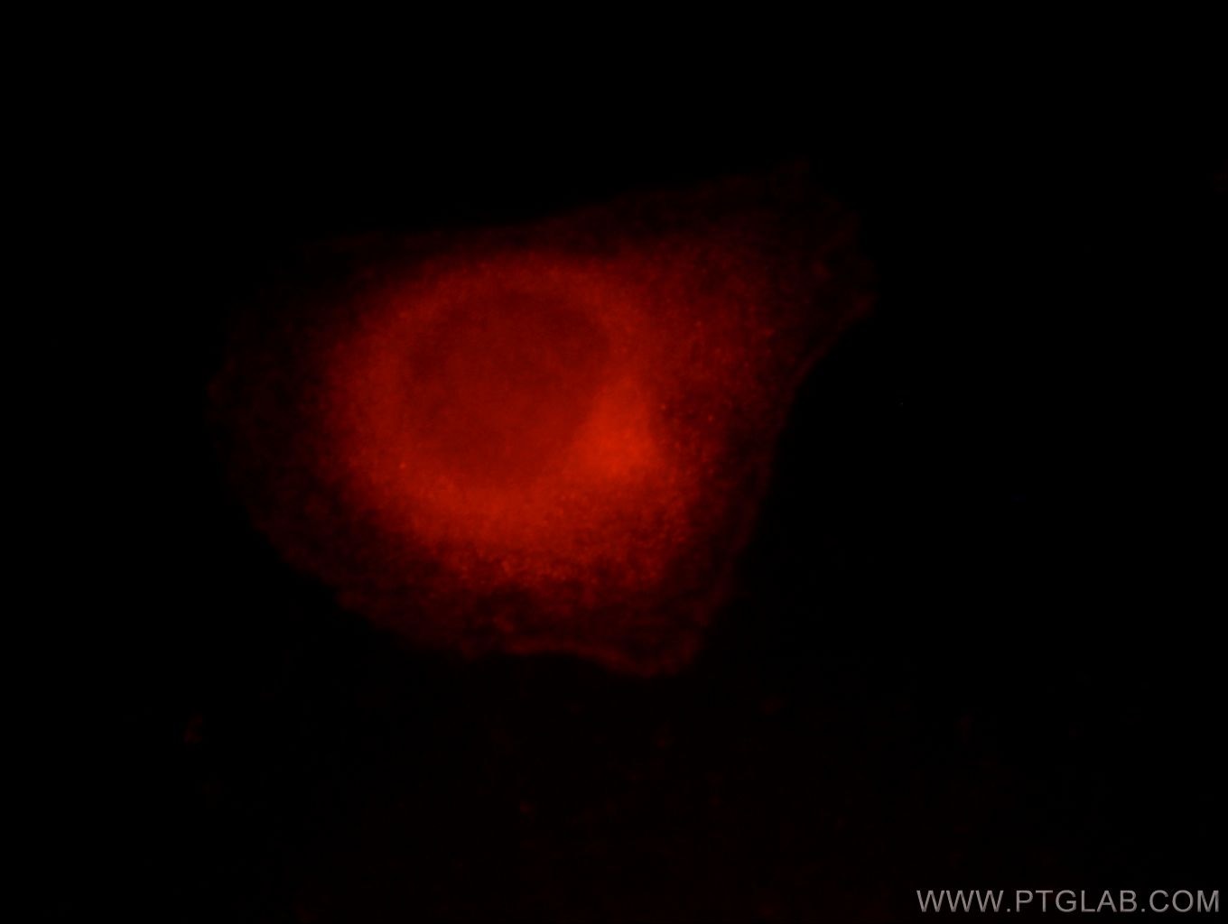 Immunofluorescence (IF) / fluorescent staining of HepG2 cells using MME,CD10 Polyclonal antibody (23898-1-AP)