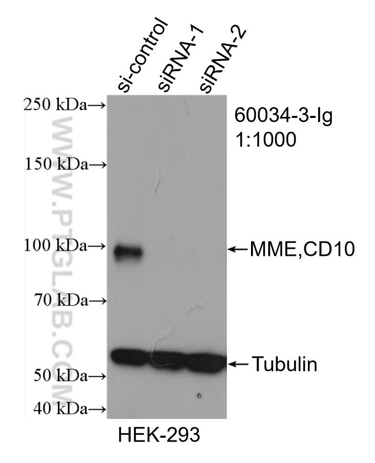 Western Blot (WB) analysis of HEK-293 cells using MME,CD10 Monoclonal antibody (60034-3-Ig)