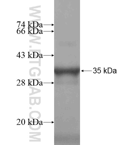 MME,CD10 fusion protein Ag12506 SDS-PAGE