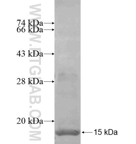 MME,CD10 fusion protein Ag12511 SDS-PAGE