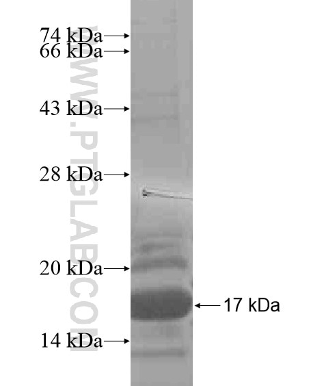 MME,CD10 fusion protein Ag20963 SDS-PAGE