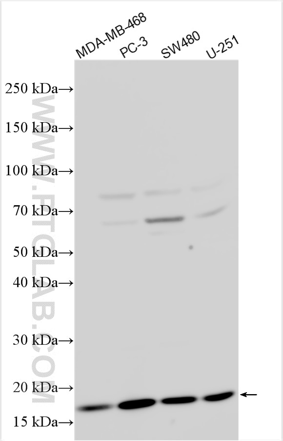 Western Blot (WB) analysis of various lysates using MMGT1 Polyclonal antibody (31166-1-AP)