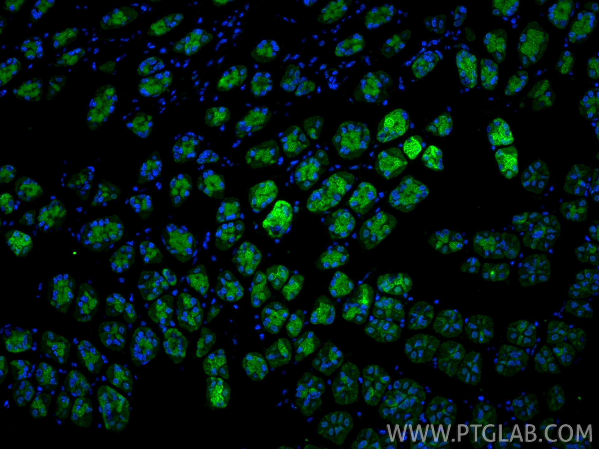 Immunofluorescence (IF) / fluorescent staining of mouse stomach tissue using MMP1 Polyclonal antibody (10371-2-AP)