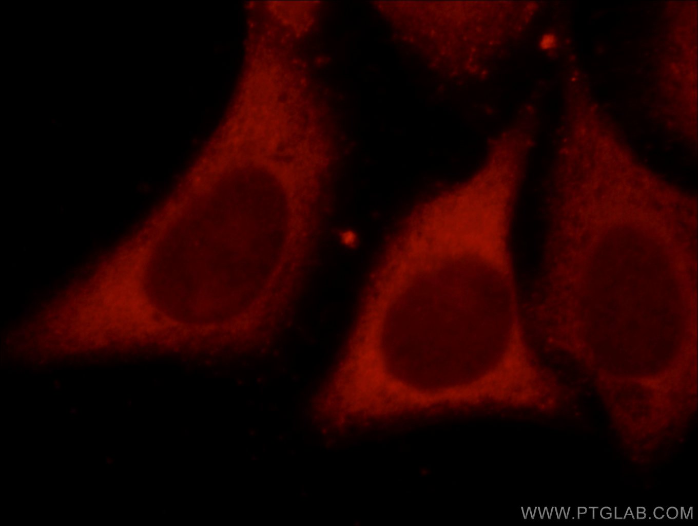 Immunofluorescence (IF) / fluorescent staining of HepG2 cells using MMP1 Polyclonal antibody (10371-2-AP)