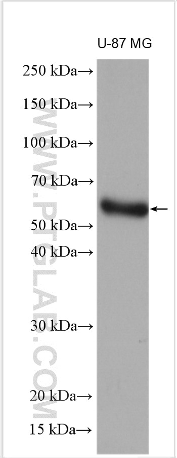 Western Blot (WB) analysis of U-87 MG cells using MMP1 Polyclonal antibody (10371-2-AP)