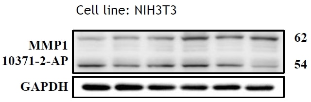 Western Blot (WB) analysis of NIH/3T3 cells using MMP1 Polyclonal antibody (10371-2-AP)