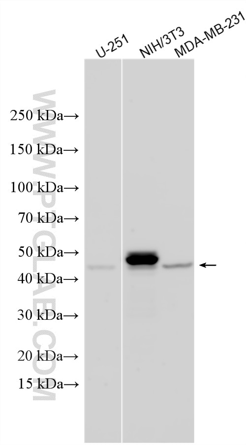 Western Blot (WB) analysis of various lysates using MMP1 Polyclonal antibody (10371-2-AP)