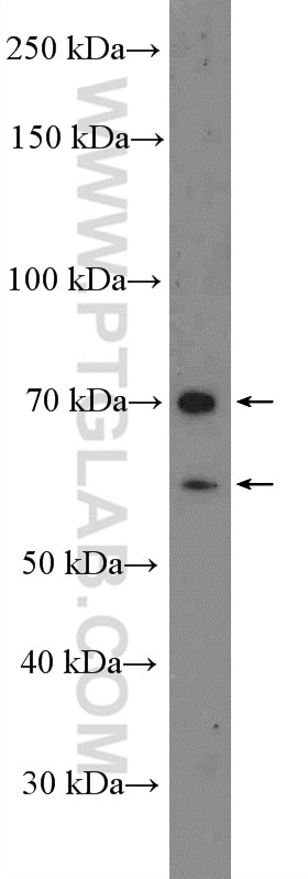 Western Blot (WB) analysis of NIH/3T3 cells using MMP1 Polyclonal antibody (26585-1-AP)