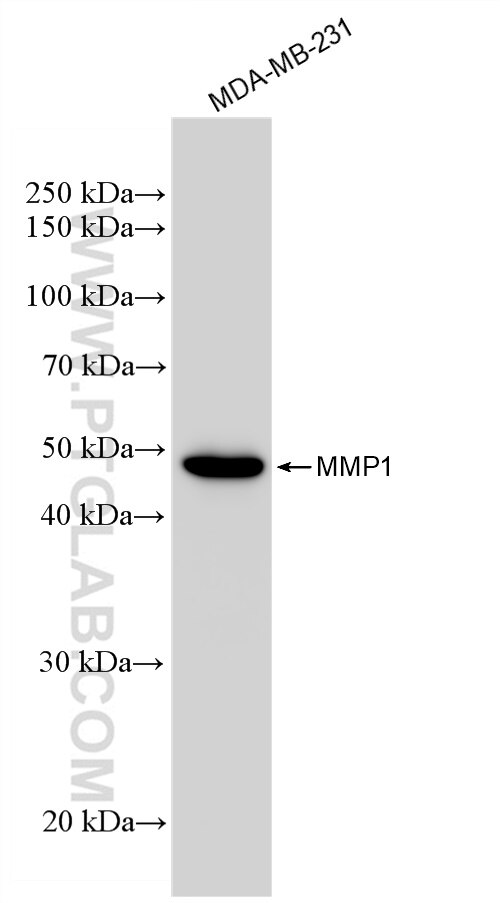 MDA-MB-231 cells were subjected to SDS PAGE followed by western blot with 83114-1-RR (MMP1 antibody) at dilution of 1:5000 incubated at room temperature for 1.5 hours. Western Blot (WB) analysis of MDA-MB-231 cells using MMP1 Recombinant antibody (83114-1-RR)