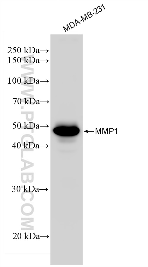 Western Blot (WB) analysis of MDA-MB-231 cells using MMP1 Recombinant antibody (83114-2-RR)