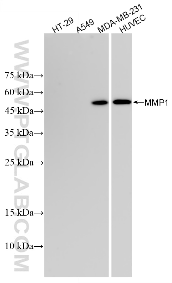 Western Blot (WB) analysis of various lysates using MMP1 Recombinant monoclonal antibody (83114-6-RR)