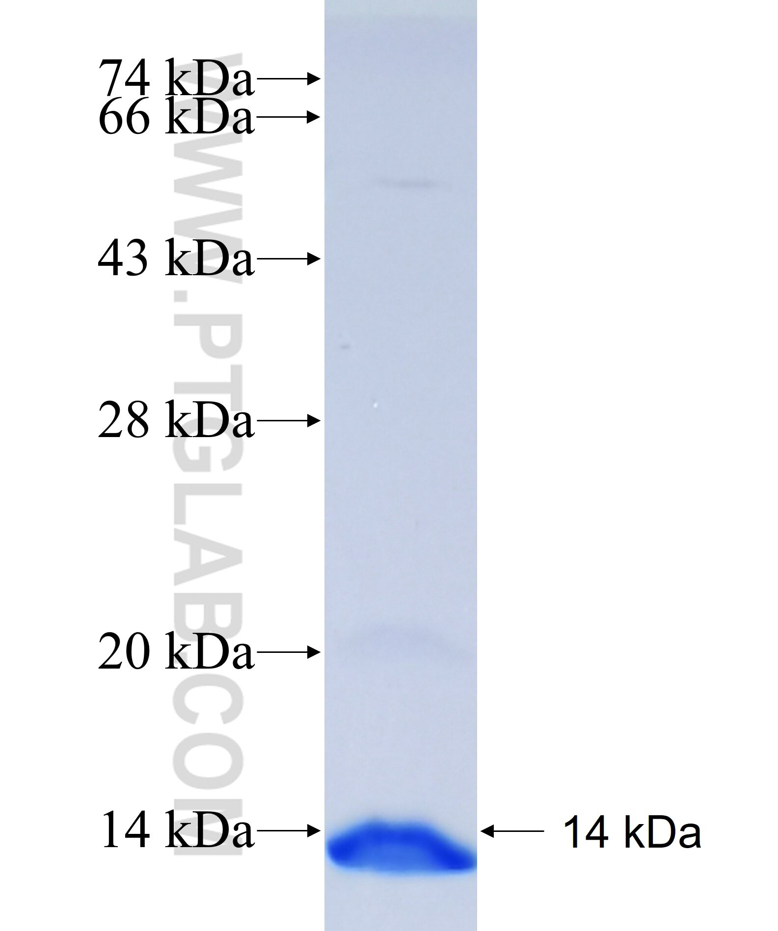 MMP1 fusion protein Ag25809 SDS-PAGE