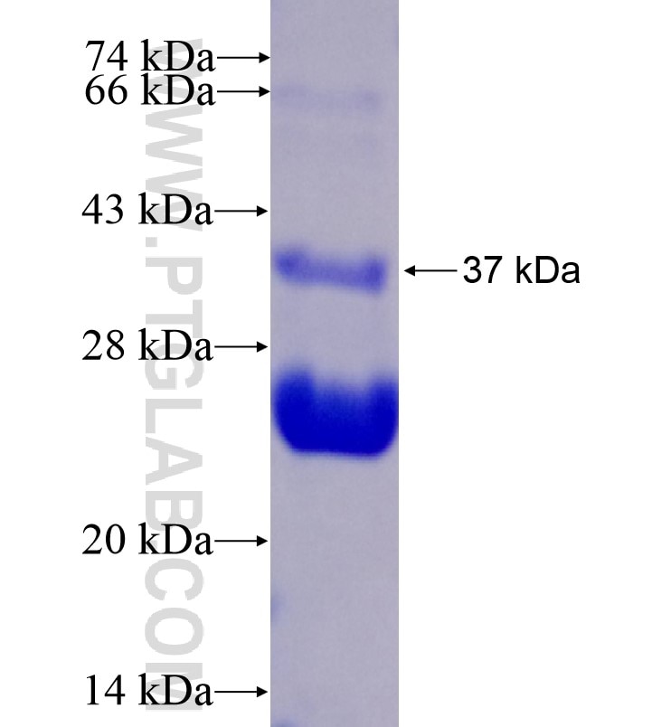 MMP10 fusion protein Ag0553 SDS-PAGE
