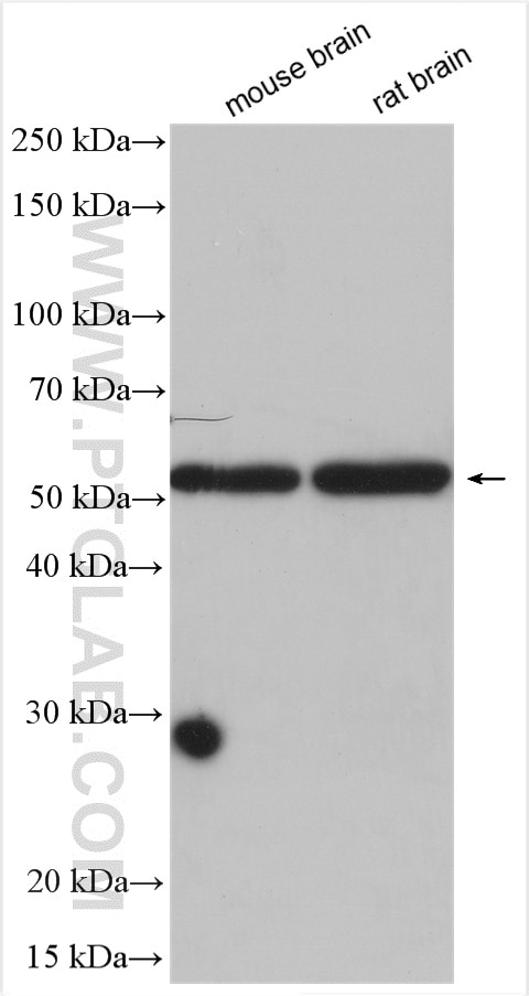 Western Blot (WB) analysis of various lysates using MMP12 Polyclonal antibody (22989-1-AP)