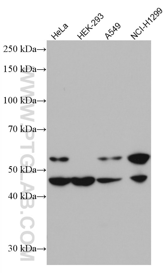 Western Blot (WB) analysis of various lysates using MMP12 Monoclonal antibody (66930-1-Ig)