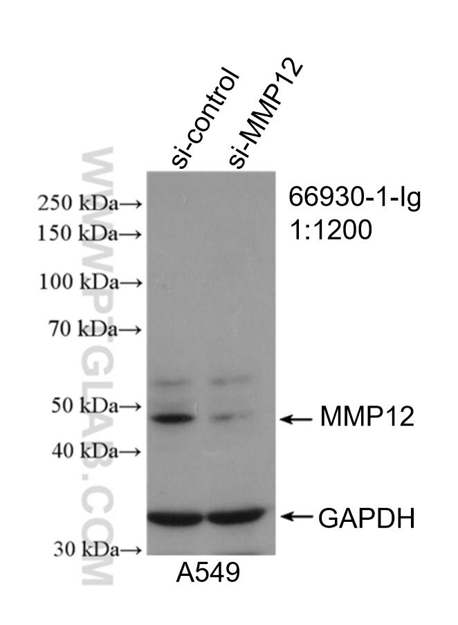Western Blot (WB) analysis of A549 cells using MMP12 Monoclonal antibody (66930-1-Ig)