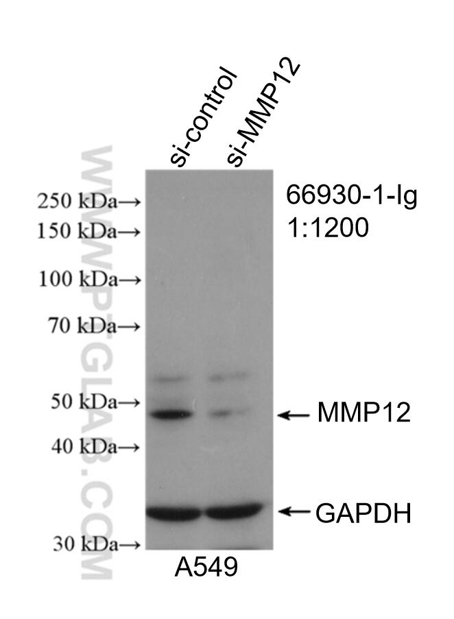 WB analysis of A549 using 66930-1-Ig