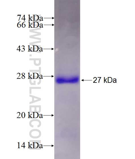 MMP12 fusion protein Ag19068 SDS-PAGE