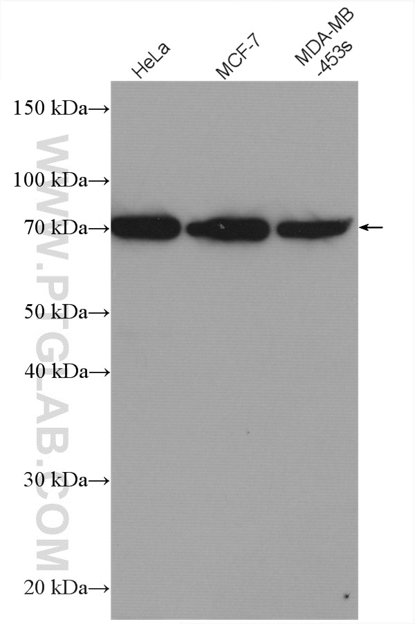 Western Blot (WB) analysis of various lysates using MMP13 Polyclonal antibody (18165-1-AP)