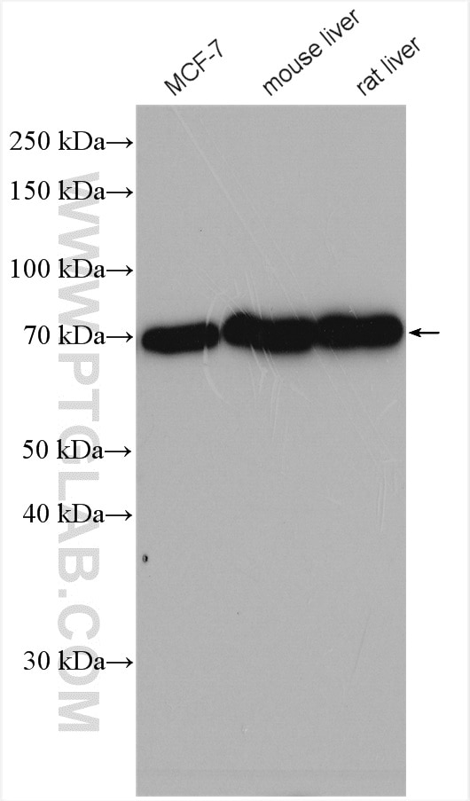 Western Blot (WB) analysis of various lysates using MMP13 Polyclonal antibody (18165-1-AP)