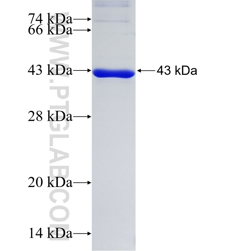 MMP13 fusion protein Ag34892 SDS-PAGE