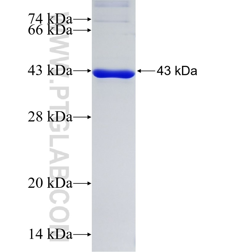 MMP13 fusion protein Ag12663 SDS-PAGE