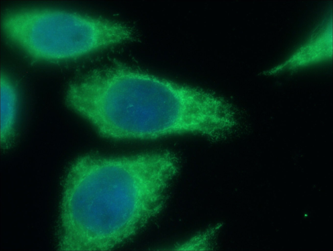 Immunofluorescence (IF) / fluorescent staining of HepG2 cells using MMP14 / MT1-MMP Polyclonal antibody (14552-1-AP)