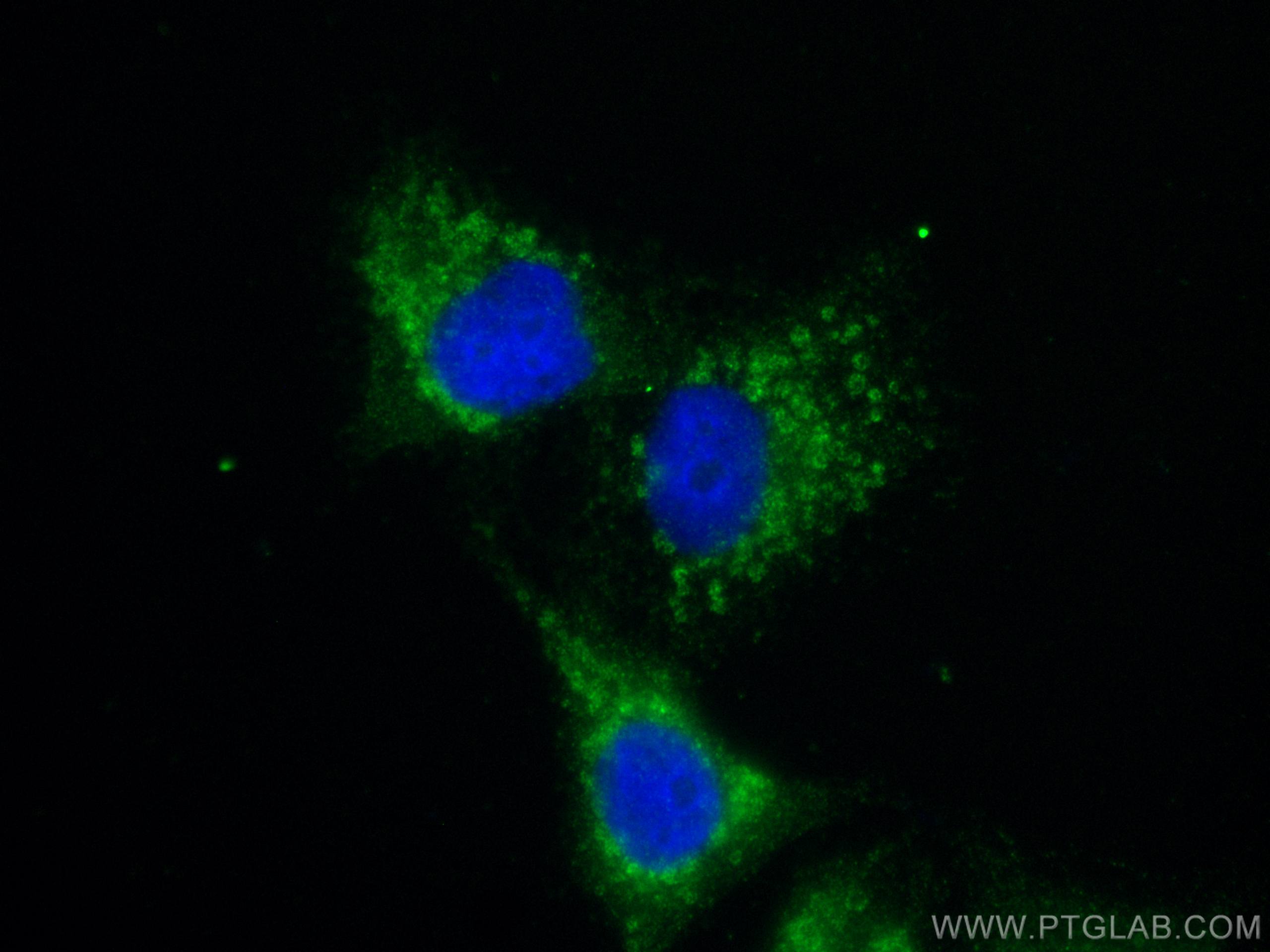 Immunofluorescence (IF) / fluorescent staining of A549 cells using MMP14 / MT1-MMP Polyclonal antibody (29111-1-AP)