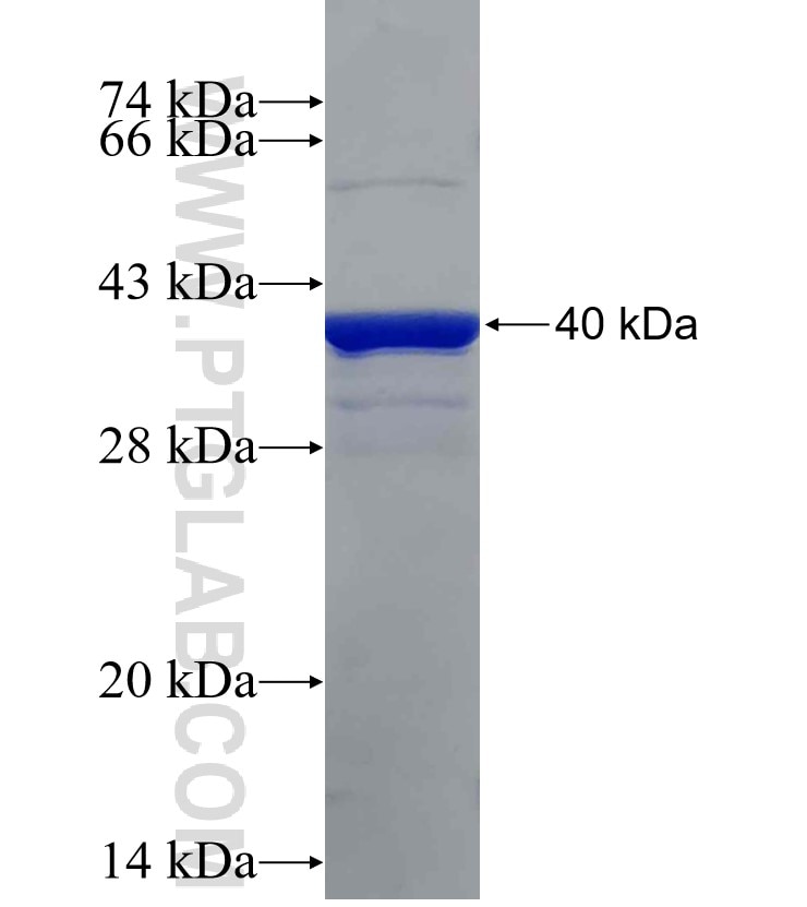 MMP14 fusion protein Ag30755 SDS-PAGE
